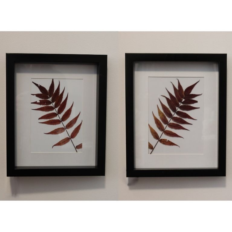 Two black framed pressed leaf decorative pieces on a white wall